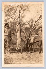 J87/ Interesting RPPC Postcard c20s Mountain Lion Deer Rifle Hunters Hunt 458 picture