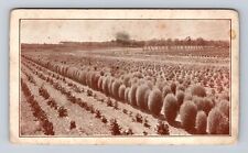 Bryn Mawr PA-Pennsylvania, Panmure Seed Gardens, Vintage c1910 Postcard picture