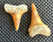 FIREZONE Pair Fossil Isurus hastalis Teeth – 0.8” & 0.7” Bakersfield, CA picture