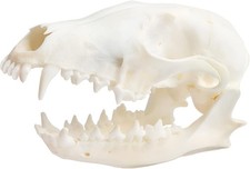 Wixine 1Pcs Real Red Fox Bones Skull Fox Head Skeleton Natural Teeth Bone Spe... picture