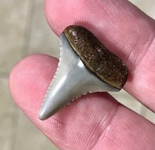 PRETTY & RARE LOWER - PERUVIAN - GREAT WHITE SHARKTOOTH FOSSIL picture
