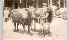 OXEN IN STREET wellington oh c1910 postcard ohio real photo rppc ce dirlam picture