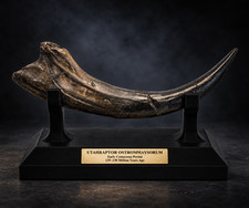 Raptor Fossil  Claw – Museum Quality Replica - Utah raptor - Velociraptor. picture