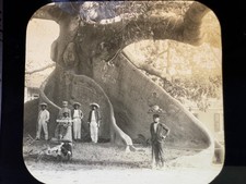 Antique Nassau, Bahamas Massive Silk Tree With Locals / Glass Slide Photo picture