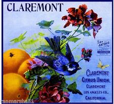 Claremont Citrus Union Blue Bird Orange Citrus Fruit Crate Label Art Print picture