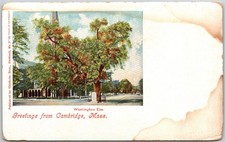 Cambridge Massachusetts Washington Elm Greetings Vintage Linen Postcard picture