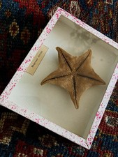 Vintage 70s  educational specimen starfish picture