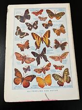 BUTTERFLIES AND MOTHS ILLUSTRATIONS LABELED FROM MAGAZINE OR BOOK JB120 picture