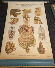 Antique Nystrom Pull Down Poster - Digestive System Chart - 1947 Educational picture