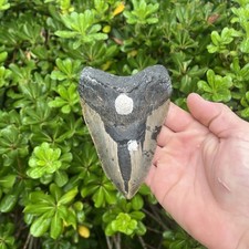 Real Megalodon Shark Tooth 5.08” Big Fossil Shark Teeth From NC picture
