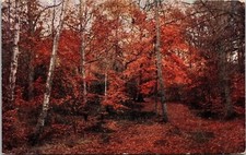 Burnham Beeches Autumn Fall Scene Forest Postcard VTG UNP Vintage Unused picture