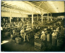 Large 1920s Photo of 100's of Woman Packing Crates at Hunt's Warehouse in CA  picture