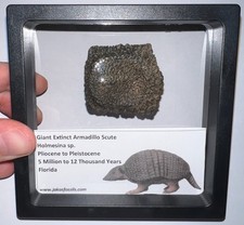 RARE Ice Age Fossil HOLMESINA GIANT ARMADILLO Scute Bone Armor Lot ONE PER ORDER picture