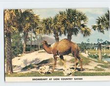 Postcard Dromedary At Lion Country Safari, Loxahatchee, Florida picture
