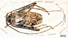 Cerambycidae Acrocinus longimanus 50-55mm MALE A1 or A- VENEZUELA - #0310  picture