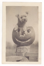Halloween RPPC Dog In Jack o Lantern Original Real Photo Postcard Photograph picture