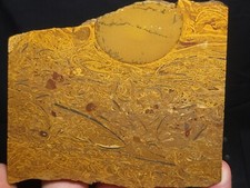 Coquina Jasper rough slab 4.5