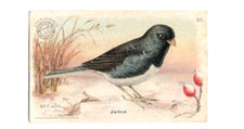1915 J5 #30 Junco, Useful Birds of America 1st Series, Arm & Hammer, 1st we have picture