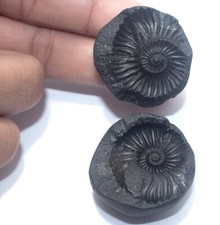 Lakshmi Narayan Shaligram Nepal Kaali Gandaki Sudarshan Chakra Saligram 1.5