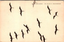 1949 MAN-O-WAR BIRDS by ALLAN D CRUICKSHANK NATIONAL AUDUBON SOCIETY POSTCARD picture