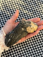Real Megalodon Shark Tooth 5.0” Big Fossil Shark Teeth From NC picture