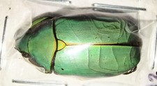 Rutelinae Chrysina aurora 29mm A2 from COSTA-RICA - #4088 picture