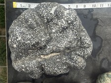 Huge 10+ LB Black White Spotted River Rock Natural Sculpture Mineral Specimen picture