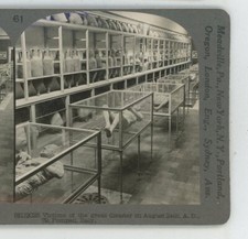 Bodies of Victims Pompeii Italy Keystone Stereoview picture