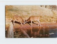 Postcard Two Bucks Locked in Combat over a Doe picture