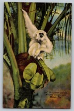 Vintage Linen Postcard Silver Gibbon Monkey Jungle Near Miami Fla picture