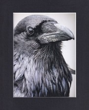 8X10 Matted Print Art Picture, Crow Raven: Portrait picture
