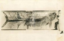 Oakley KS Kansas Fossil Fish Skelton 1928 RPPC Photo Postcard COPY picture