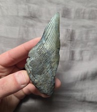 Huge Rare Partial Patho Megalodon Shark Tooth Fossil Miocene South Carolina USA picture
