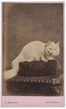 CDV WHITE CAT ON CUSHION COLLAR & LEAD PET PHOTO BY ROBERT BROWN OF INVERURIE picture