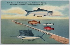 c1951 Postcard Fish Caught Overseas Highway Florida Keys FL Channel Tarpon UNP picture