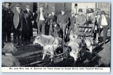 c1910 Wolf Sled Damrel Travelling Seattle To New York City Team Wolves Postcard picture