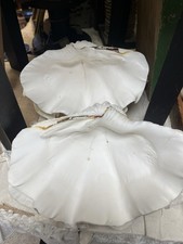 GORGEOUS PAIR Vintage Antique Large Giant Clam Shell Tridacna Gigas Sea Shells picture