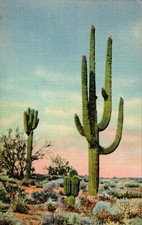 Giant Sahuaro Cactus, Curt Teich Postcard picture