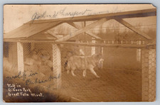 RPPC c1910s Wolf in Gibson Park Great Falls Montana Zoo Postcard picture