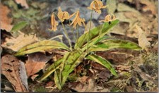 The Yellow Adder's Tongue FLOWERS Postcard picture