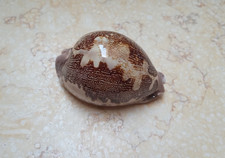 F Cypraea rosea mappa WOW F++++ singularis great pattern 78 mm natural glossy picture
