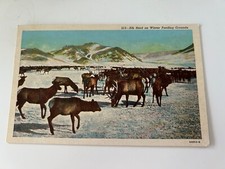 Elk Herd on Winter Feeding Grounds Postcard picture
