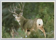 A Mule Deer Buck Standing Alert, Large Antler Rack, Vintage Postcard picture