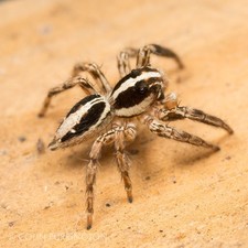 Jumping Spider *P Trop* Sling I4 - I5. *Guarantee Live * picture