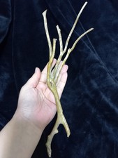 Coral Branch tree Genuine Rare Golden 70 gr Natural  40cm يسر وردي عسلي نادر جدا picture