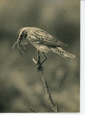 ORIGINAL Vintage John Kearton Bird Photo: Whinchat with Crane Fly (Purley Surrey picture