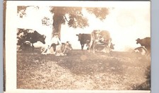 BOY RIDING DAIRY COW c1910 real photo postcard rppc funny farm kid picture