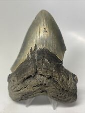 Megalodon Shark Tooth 5.05” Natural - Big Fossil - Authentic 15443 picture