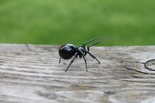 Art Glass black Widow Figurine, Blown Glass Spider, hand blown glasses picture