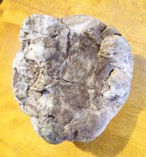 Mysterious Stone Age Portable Rock Art Paleo Carving Petroglyph Face Effigy picture